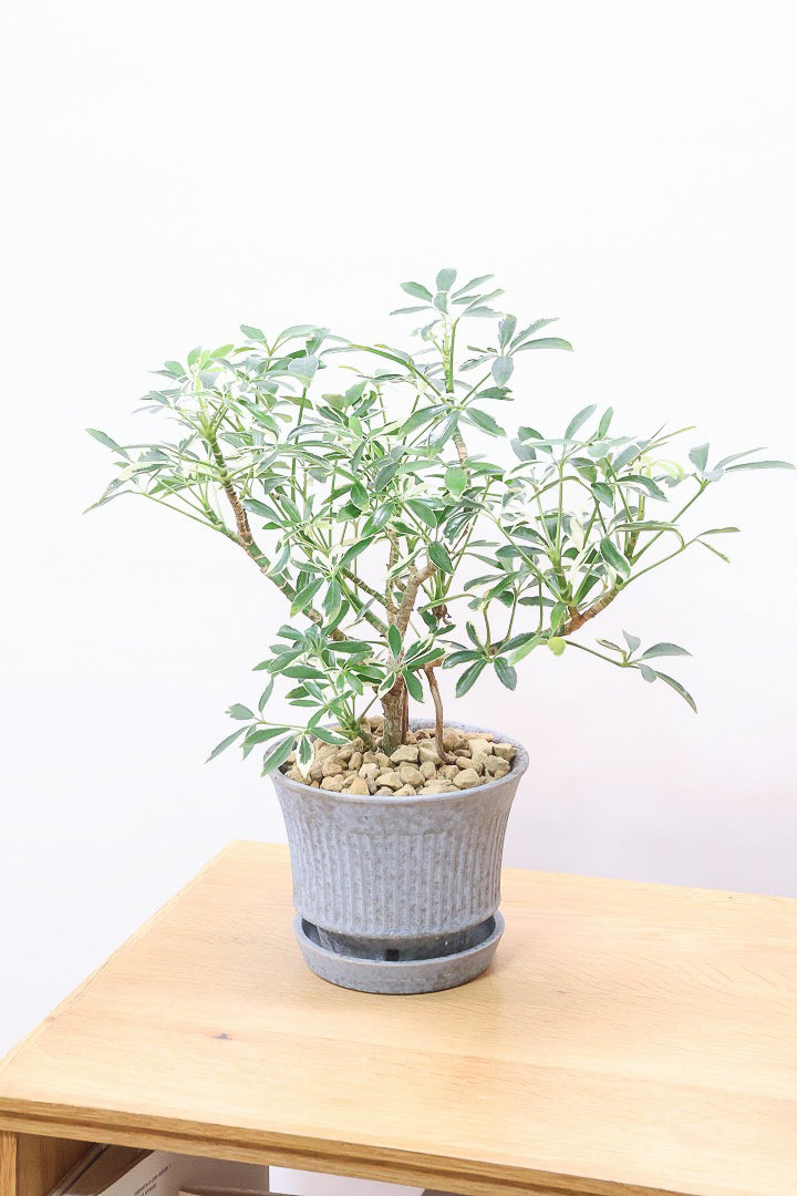 【シェフレラ スノーホワイト】和テイストのPOT！しっかりとした幹が美しく、丈夫で育てやすいので初心者の方にもおすすめ！ (コピー)