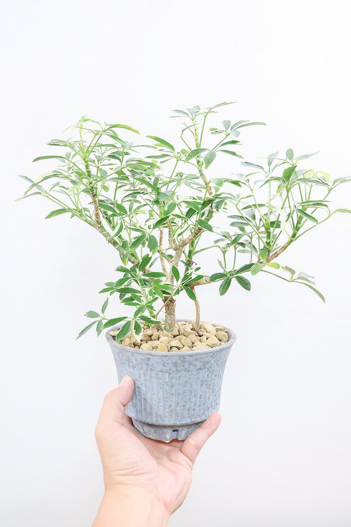 【シェフレラ スノーホワイト】和テイストのPOT！しっかりとした幹が美しく、丈夫で育てやすいので初心者の方にもおすすめ！ (コピー)