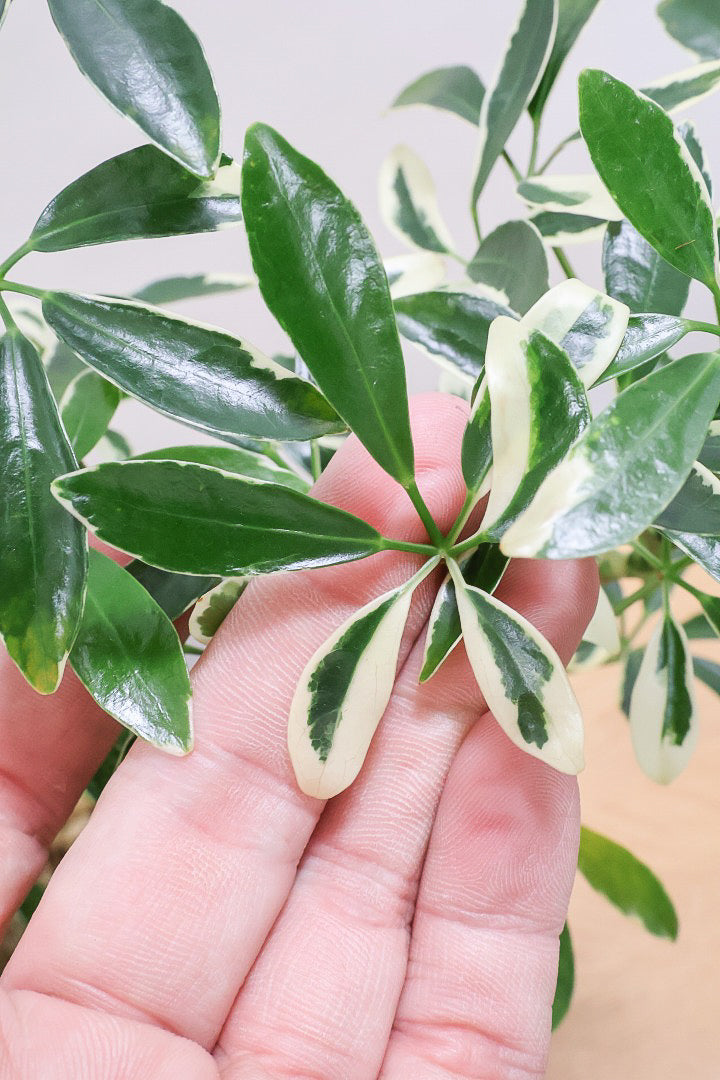 【シェフレラ スノーホワイト】和テイストのPOT！しっかりとした幹が美しく、丈夫で育てやすいので初心者の方にもおすすめ！ (コピー)