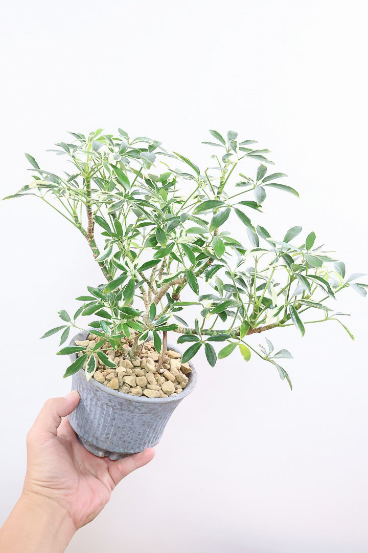 【シェフレラ スノーホワイト】和テイストのPOT！しっかりとした幹が美しく、丈夫で育てやすいので初心者の方にもおすすめ！ (コピー)