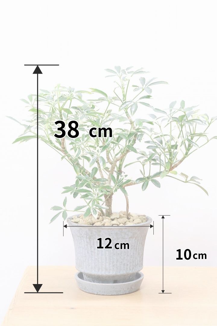 【シェフレラ スノーホワイト】和テイストのPOT！しっかりとした幹が美しく、丈夫で育てやすいので初心者の方にもおすすめ！ (コピー)