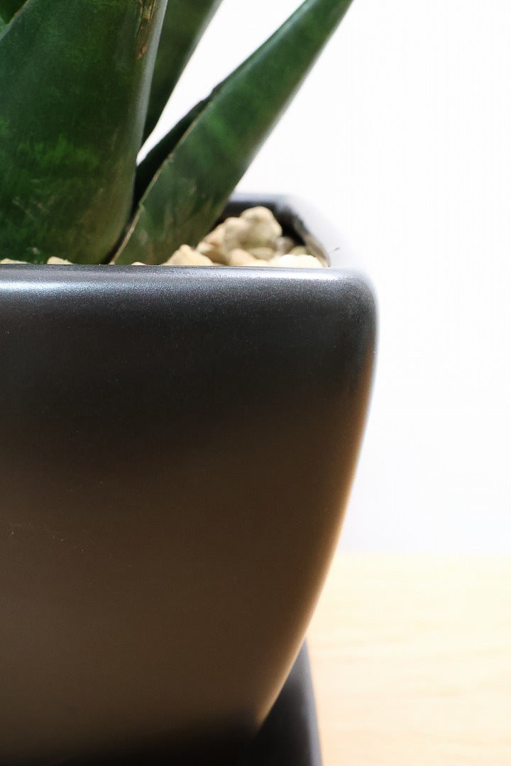 サンスベリア インドツーKS60462| 観葉植物の通信販売 | APEGO(アペーゴ)