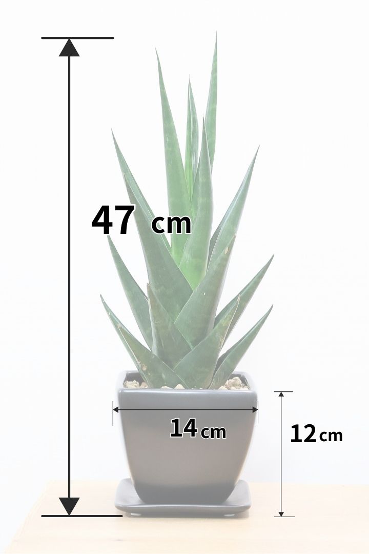 サンスベリア インドツーKS60462| 観葉植物の通信販売 | APEGO