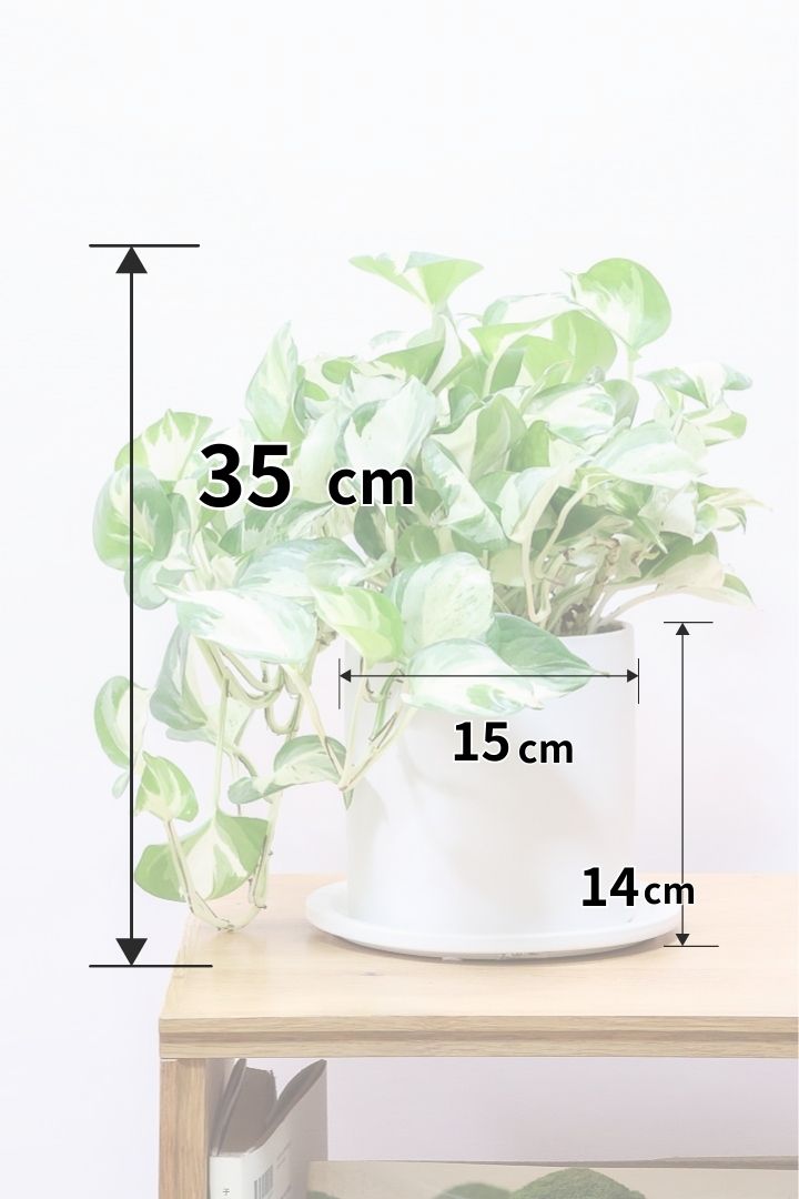 ポトス ステータスW60463| 観葉植物の通信販売 | APEGO(アペーゴ)