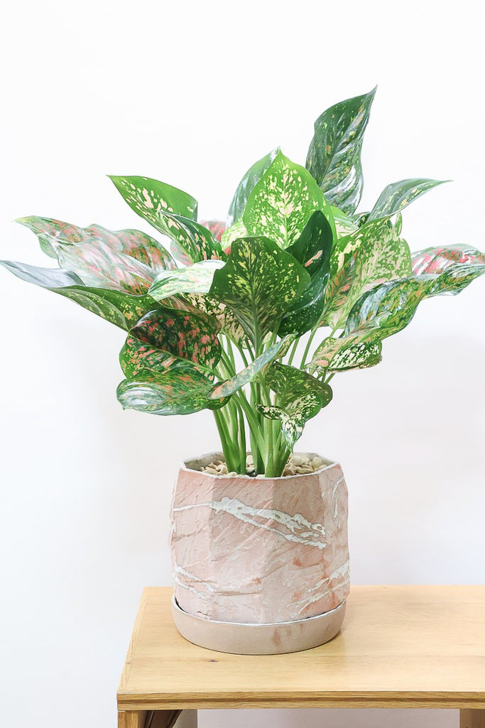 アグラオネマ ヴィーナスBE60467| 観葉植物の通信販売 | APEGO
