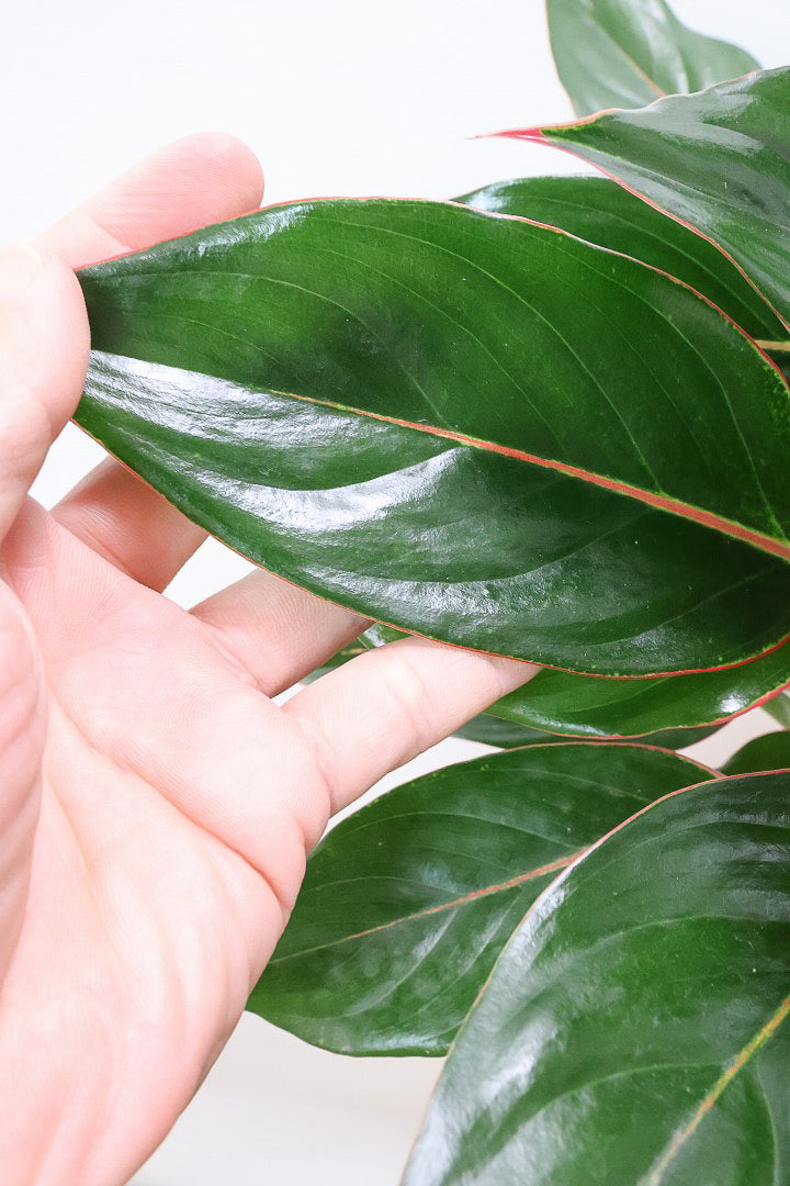 アグラオネマ エメラルドW60468 | 観葉植物の通信販売 | APEGO(アペーゴ)