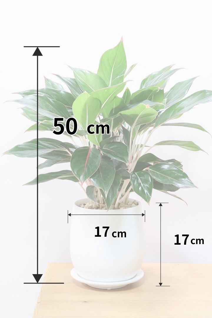 アグラオネマ エメラルドW60468 | 観葉植物の通信販売 | APEGO