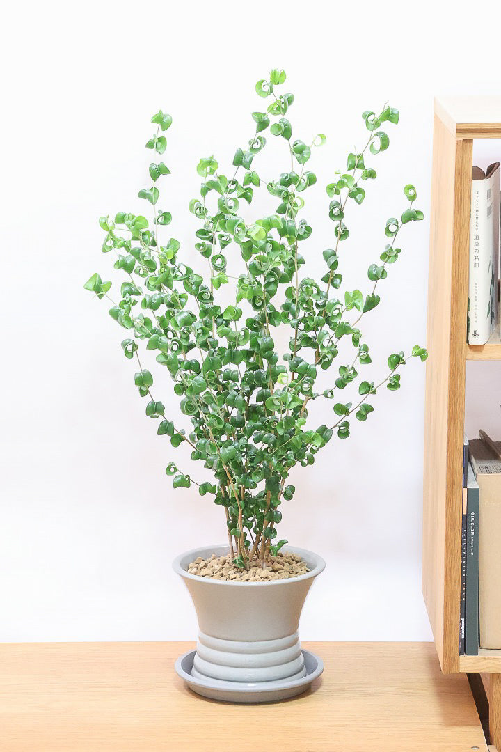 【ベンジャミン バロック】APEGOでも人気のデザインのPOT。このフォルムと植物のフォルムのバランスが最高だと思います！