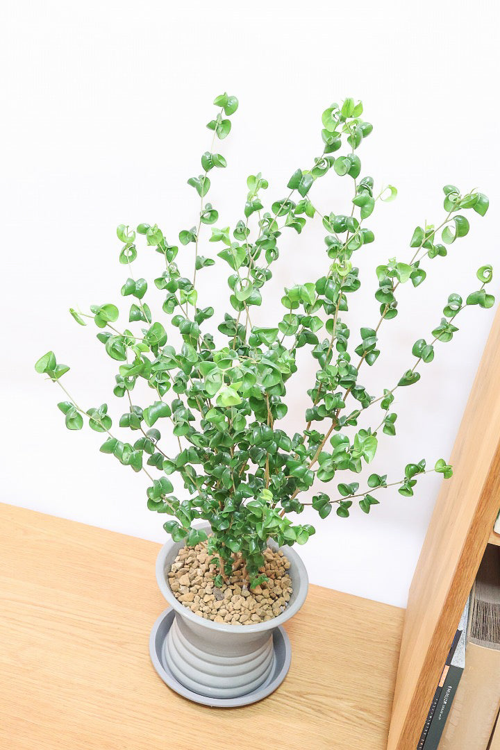【ベンジャミン バロック】APEGOでも人気のデザインのPOT。このフォルムと植物のフォルムのバランスが最高だと思います！