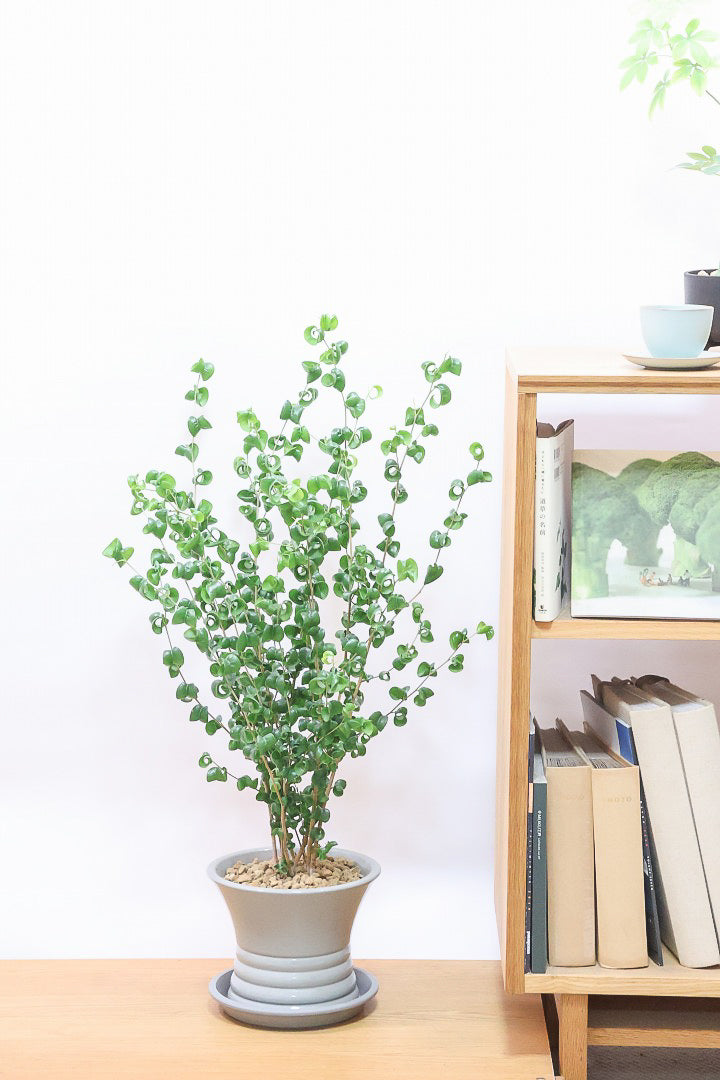 【ベンジャミン バロック】APEGOでも人気のデザインのPOT。このフォルムと植物のフォルムのバランスが最高だと思います！