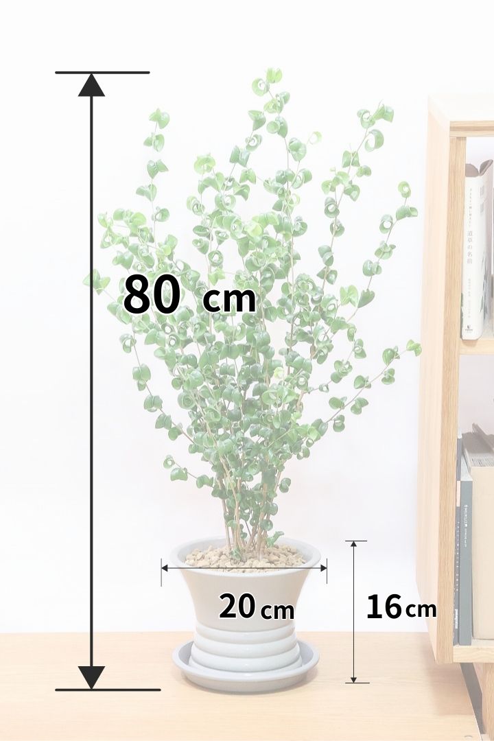 【ベンジャミン バロック】APEGOでも人気のデザインのPOT。このフォルムと植物のフォルムのバランスが最高だと思います！