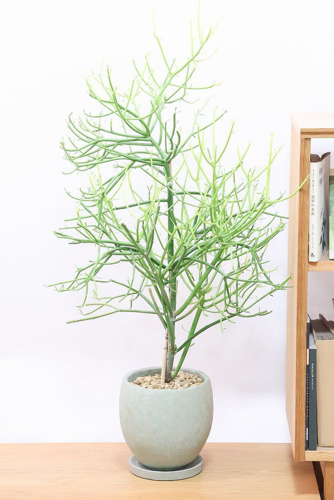 【ミルク】 オーガニックバレー 無脂肪牛乳 ミルク - Weee!