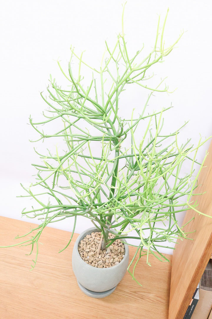 新宿でお渡し限定‼️ 観葉植物　ミルクブッシュ 新宿で手渡し限定【観葉植物】 ミルクブッシュ大型株❤️ 全長約