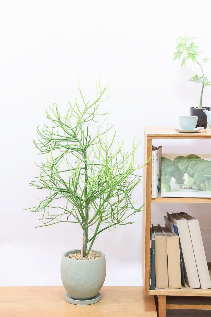 【ミルクブッシュ】久々の入荷！しかも今回は希少な大き目サイズ！樹液がミルクのように白いことからこの名前になりました！