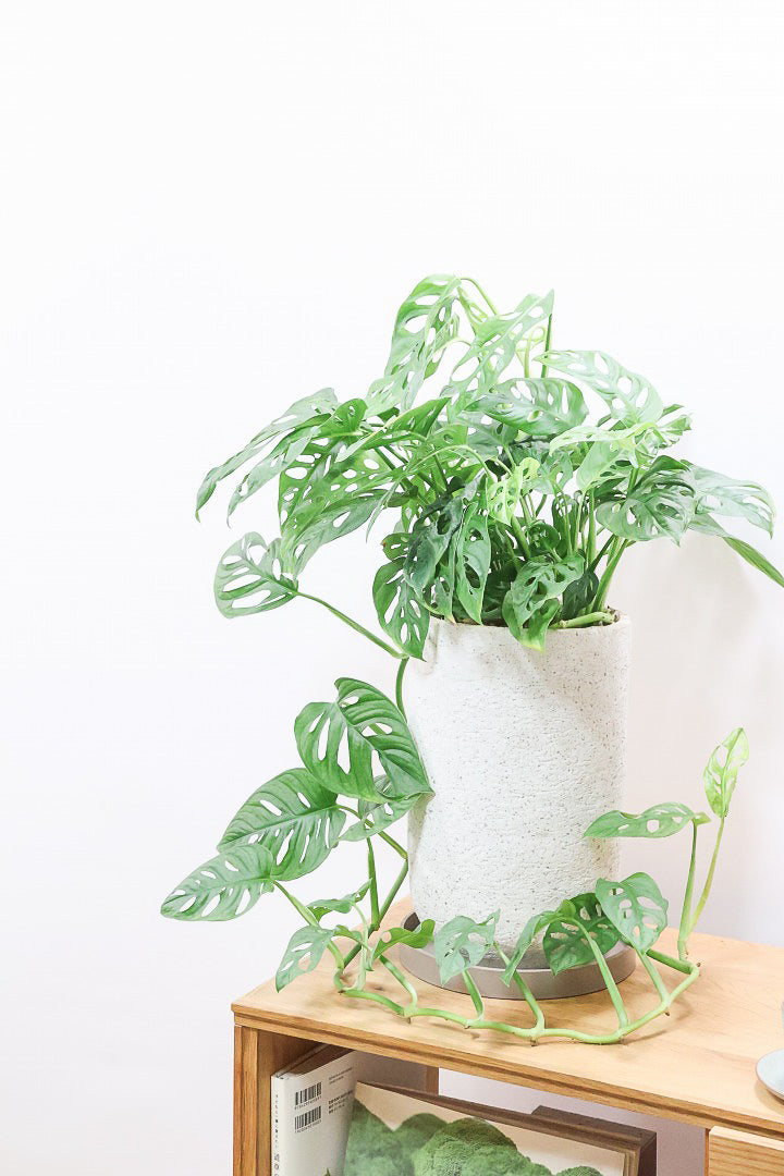 マドカズラIV60472| 観葉植物の通信販売 | APEGO(アペーゴ)