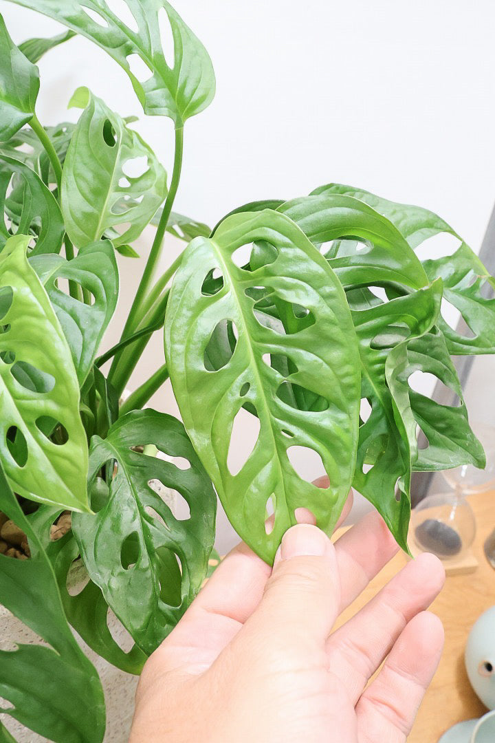 マドカズラIV60472| 観葉植物の通信販売 | APEGO(アペーゴ)