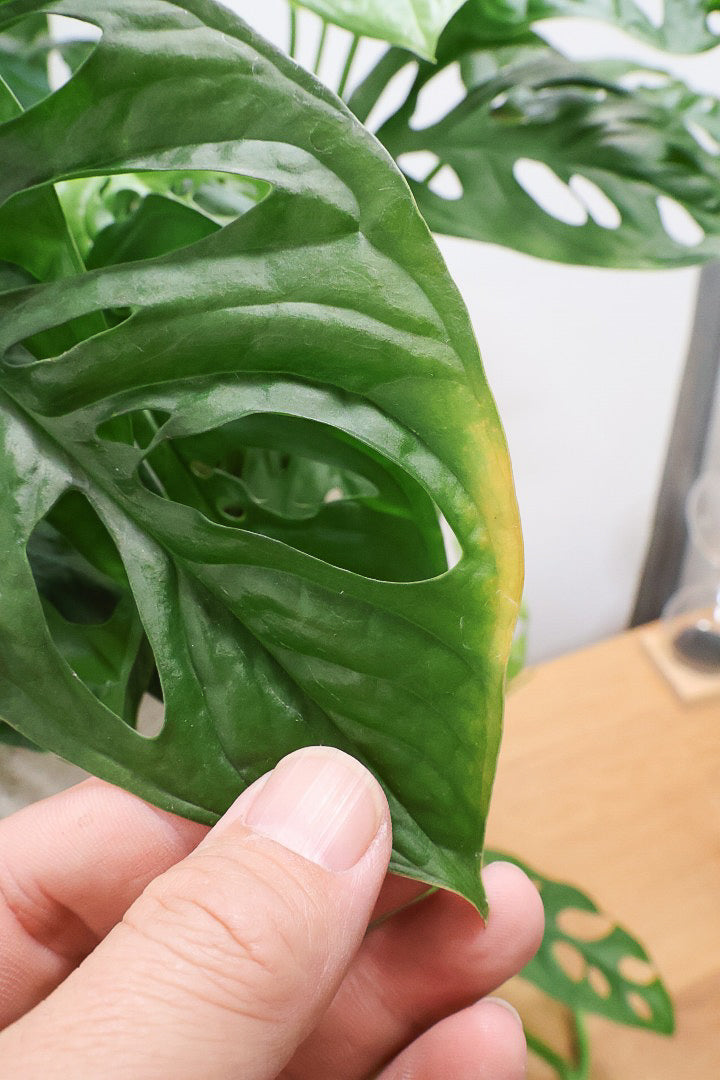 葉子 マドカズラIV60472| 観葉植物の通信販売 | APEGO(アペーゴ)