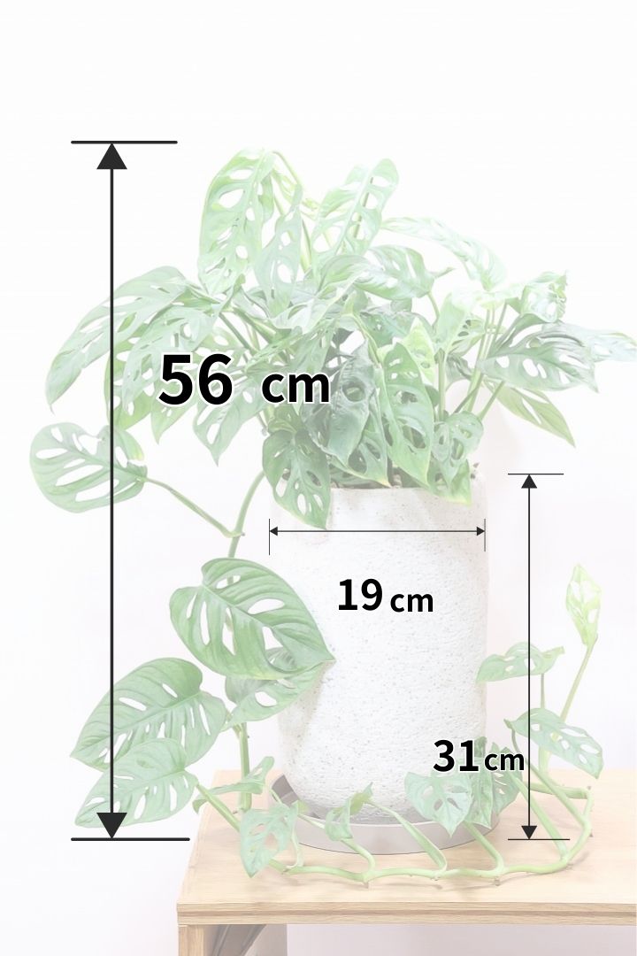 マドカズラIV60472| 観葉植物の通信販売 | APEGO(アペーゴ)