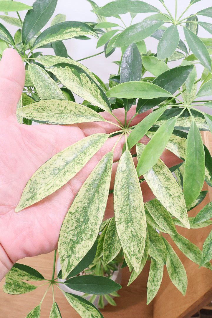シェフレラ シェフレラ アッシュフォリアIV60474| 観葉植物の通信販売