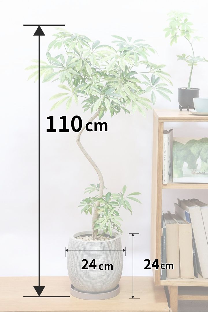 シェフレラ シェフレラ アッシュフォリアIV60474| 観葉植物の通信販売