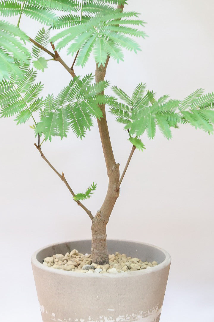 エバーフレッシュBR60478| 観葉植物の通信販売 | APEGO(アペーゴ)