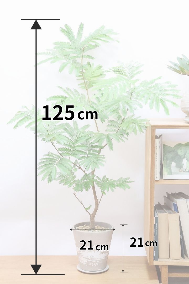 【エバーフレッシュ】シンプルでスタイリッシュ！この樹形は絶対にお得だと思います！