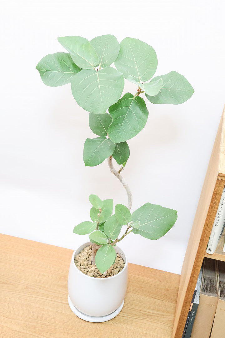 現品　フィカス　ゴムの木　エベレスト　39　曲がり　フィカスエベレスト　観葉植物 現品 フィカス ゴムの木 エベレスト 39 曲がり フィカス