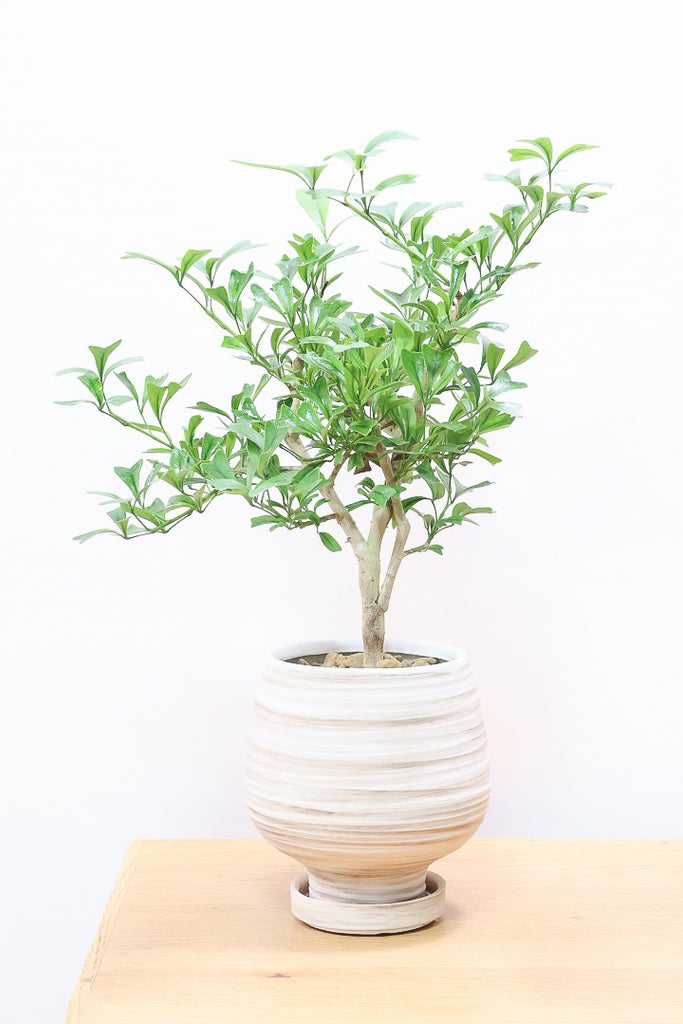 60482-1SS_1024x1024.jpg?v=