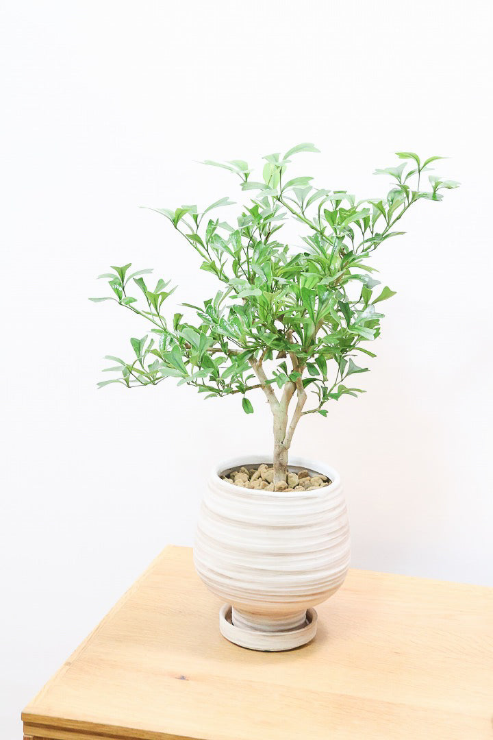 シェフレラ トライアンギュラリスWIV60482| 観葉植物の通信販売