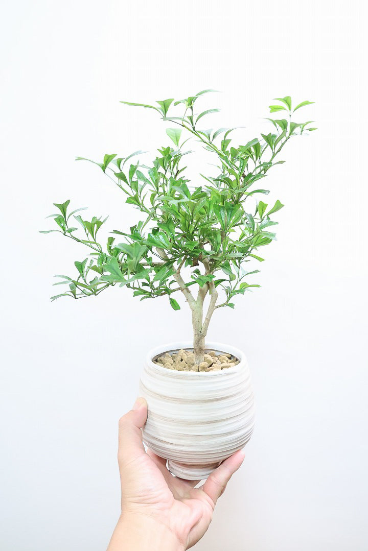 シェフレラ トライアンギュラリスWIV60482| 観葉植物の通信販売