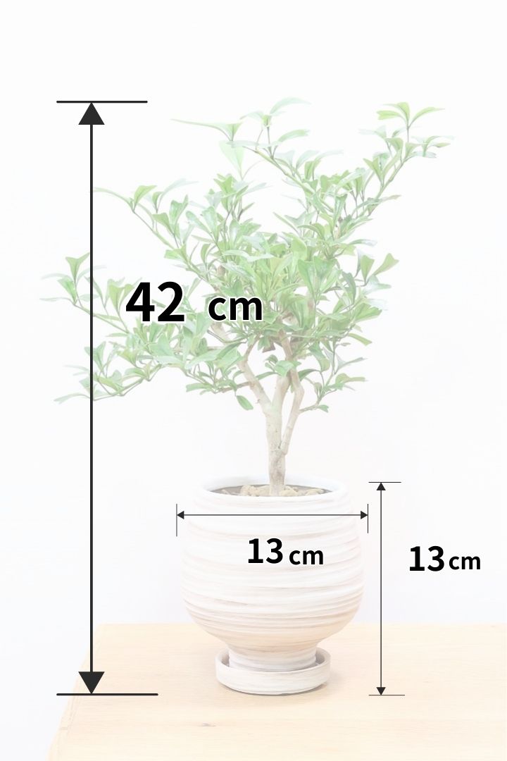 シェフレラ シェフレラ アッシュフォリアIV60474| 観葉植物の通信販売