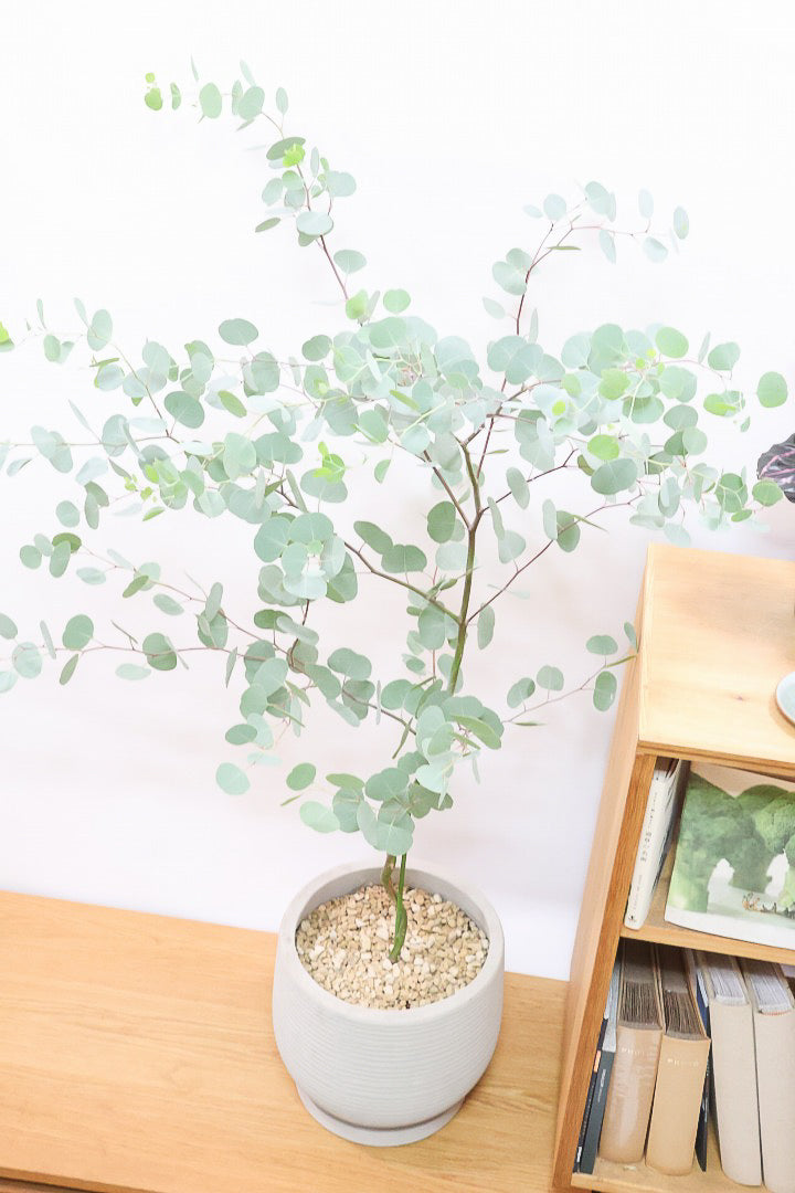 【ユーカリ ポリアンセモス】存在感のある大きさ。寒さに強いので屋外で育てられます！