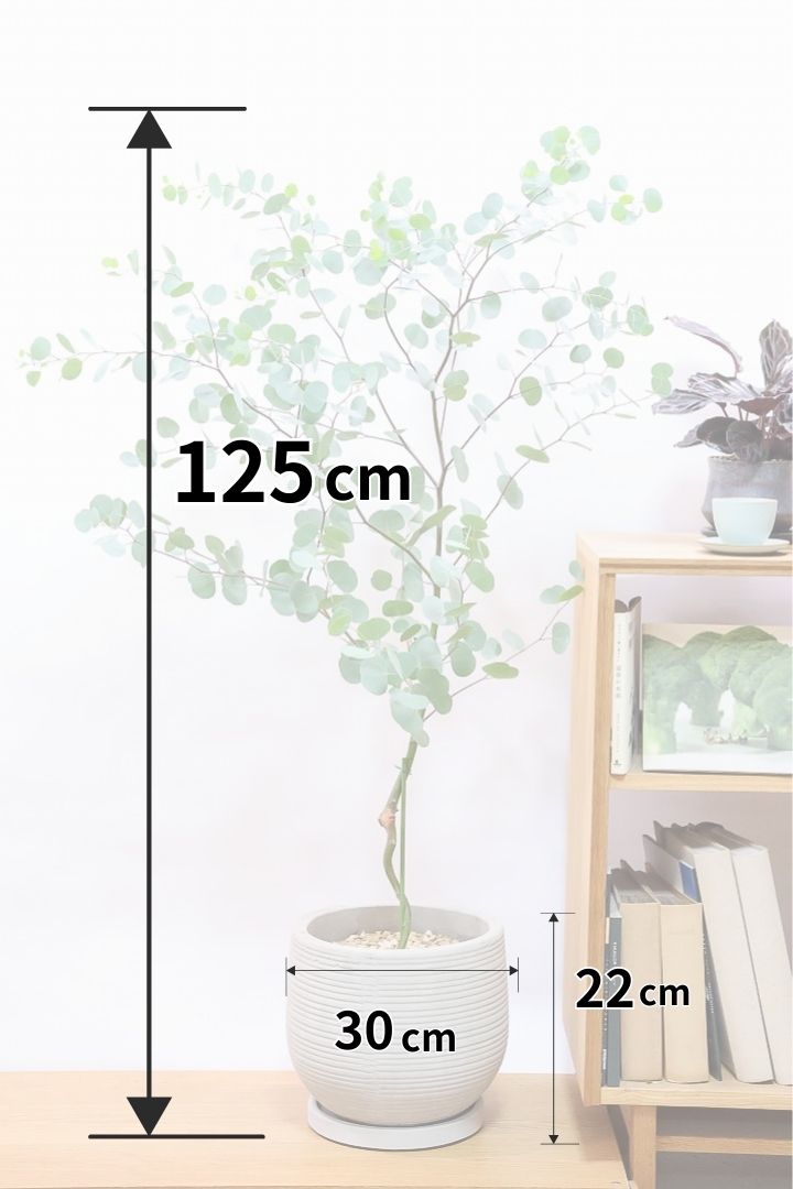 【ユーカリ ポリアンセモス】存在感のある大きさ。寒さに強いので屋外で育てられます！