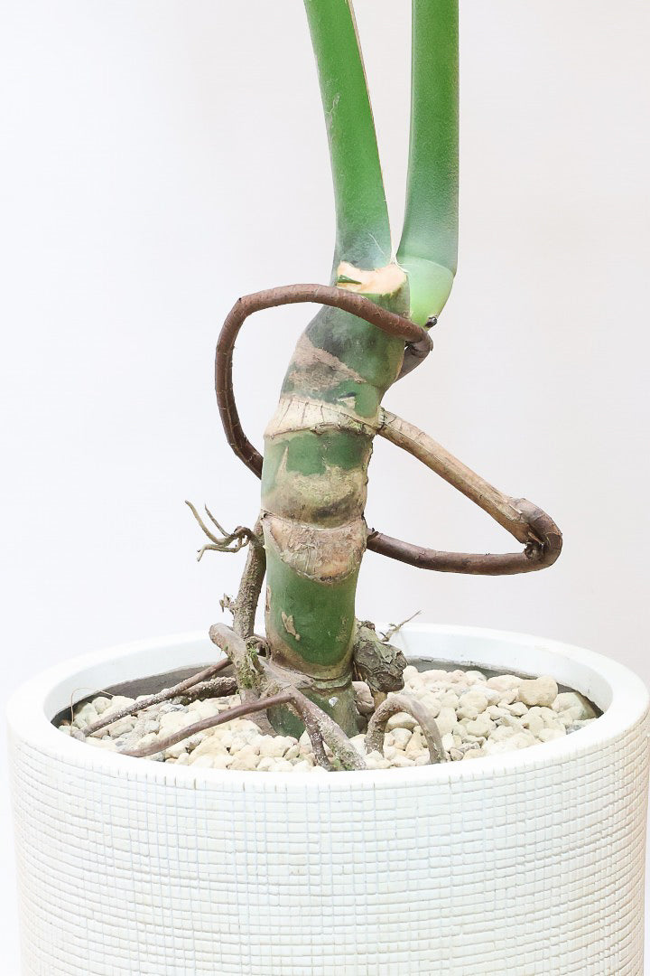 【モンステラ】この幹の存在感は最高！ここまで太くてしっかりとしものは希少て入荷しました！東京の八丈島からやってきました！