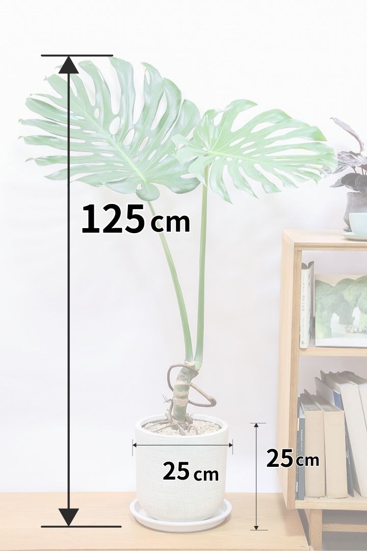 【モンステラ】この幹の存在感は最高！ここまで太くてしっかりとしものは希少て入荷しました！東京の八丈島からやってきました！