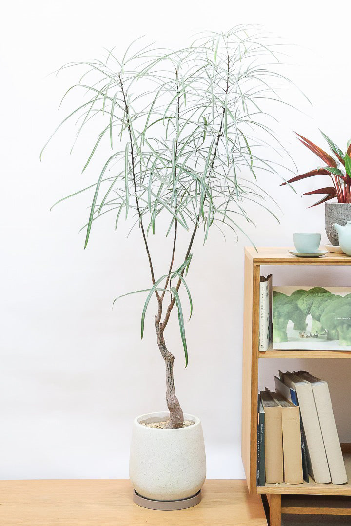 【ブラキキトン】超個性的な幹！この植物は寒さに強く丈夫で育てやすいのでおススメ！