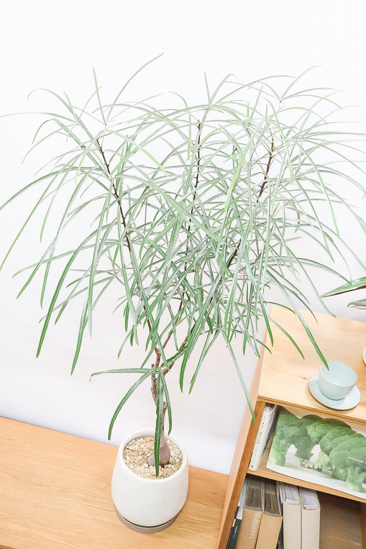 【ブラキキトン】超個性的な幹！この植物は寒さに強く丈夫で育てやすいのでおススメ！