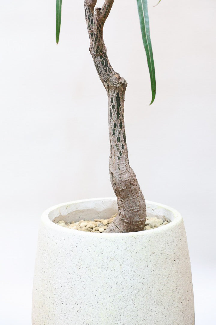 【ブラキキトン】超個性的な幹！この植物は寒さに強く丈夫で育てやすいのでおススメ！