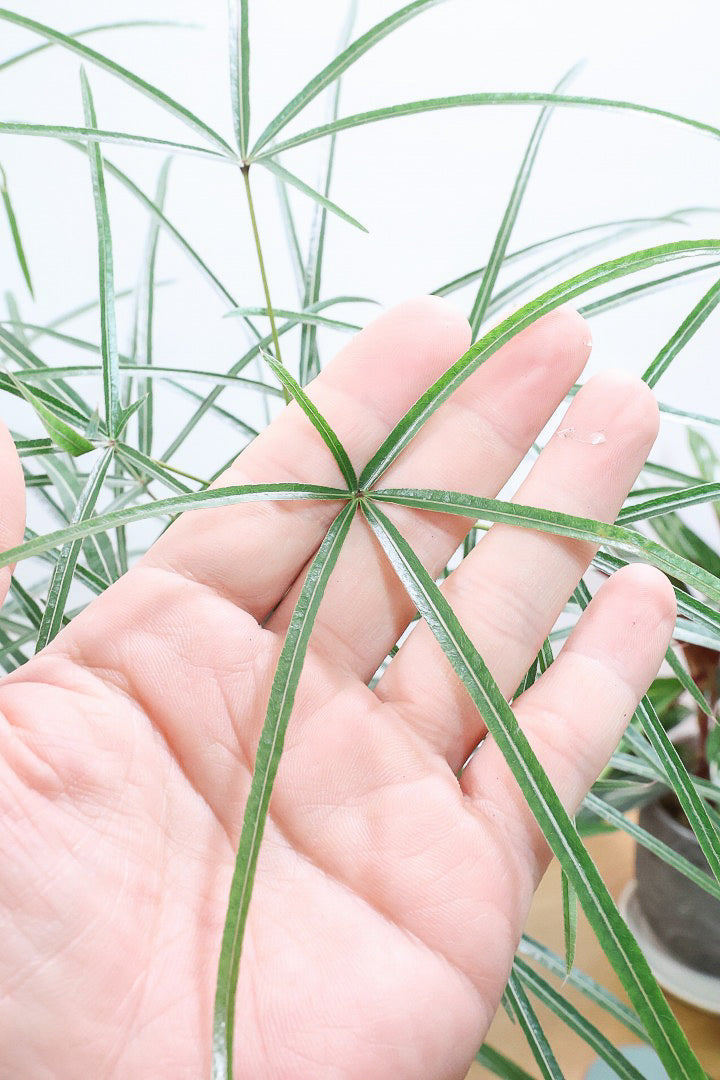 【ブラキキトン】超個性的な幹！この植物は寒さに強く丈夫で育てやすいのでおススメ！