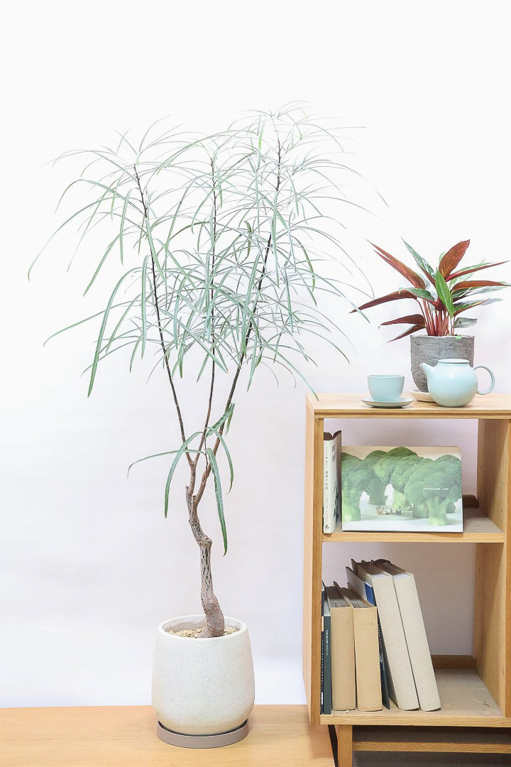 【ブラキキトン】超個性的な幹！この植物は寒さに強く丈夫で育てやすいのでおススメ！