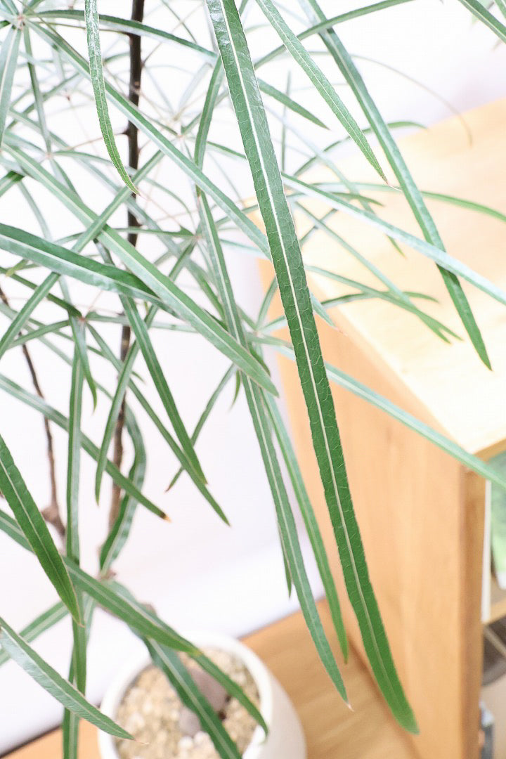 【ブラキキトン】超個性的な幹！この植物は寒さに強く丈夫で育てやすいのでおススメ！