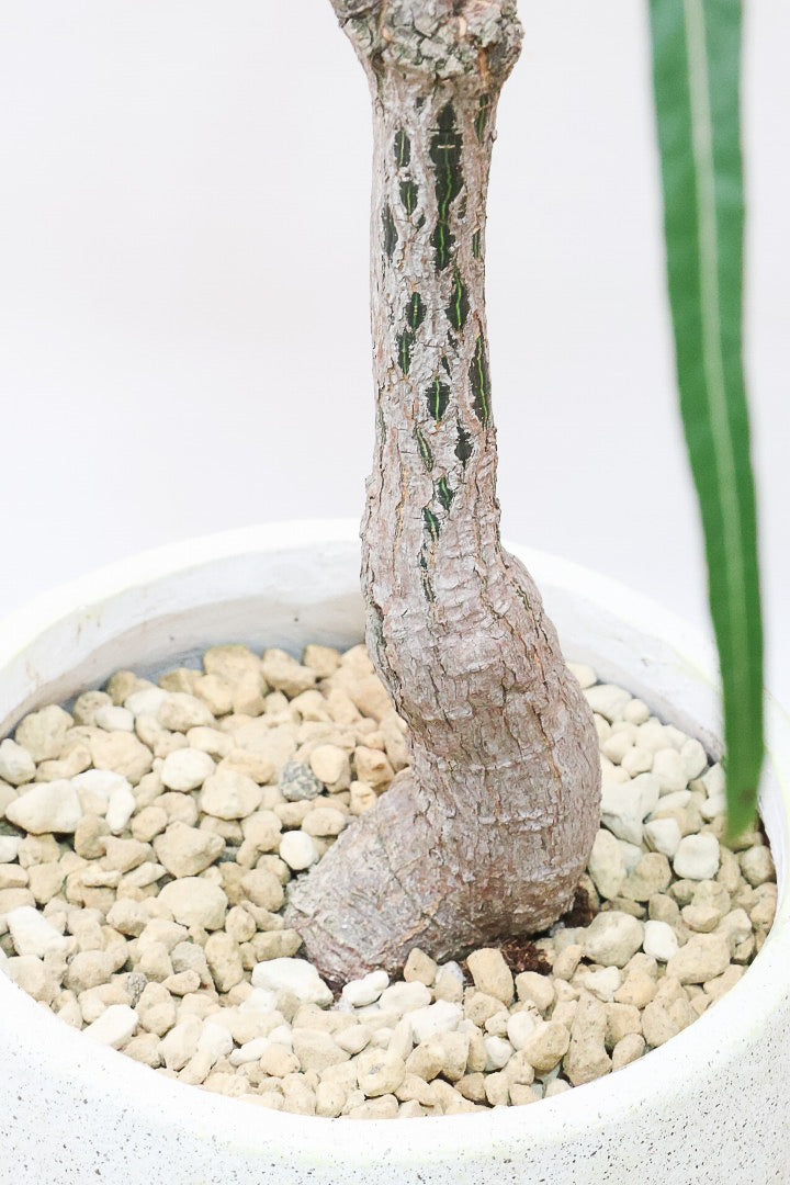 【ブラキキトン】超個性的な幹！この植物は寒さに強く丈夫で育てやすいのでおススメ！