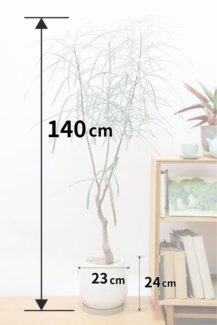 【ブラキキトン】超個性的な幹！この植物は寒さに強く丈夫で育てやすいのでおススメ！