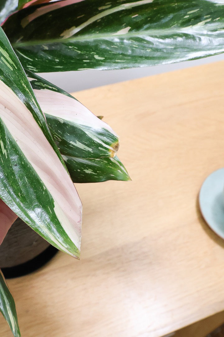 【ストロマンテ マジックスター】少し大人色のストロマンテ。シャープでスタイリッシュな葉っぱも素敵なんです！