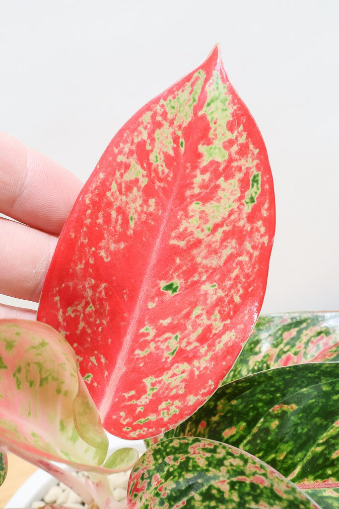 アグラオネマ アグラオネマ・レガシー 4号 - 植物と暮らす m-plant