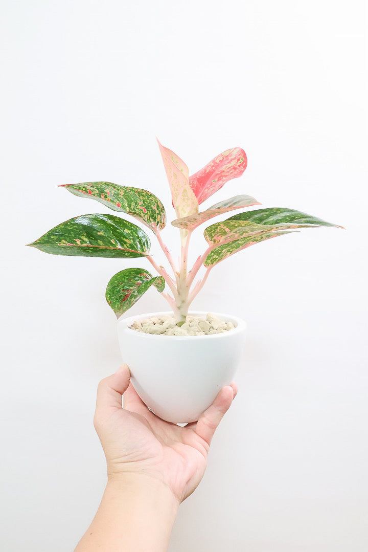 超絶希少❗️アグラオネマライトオブヘブン新葉展開中