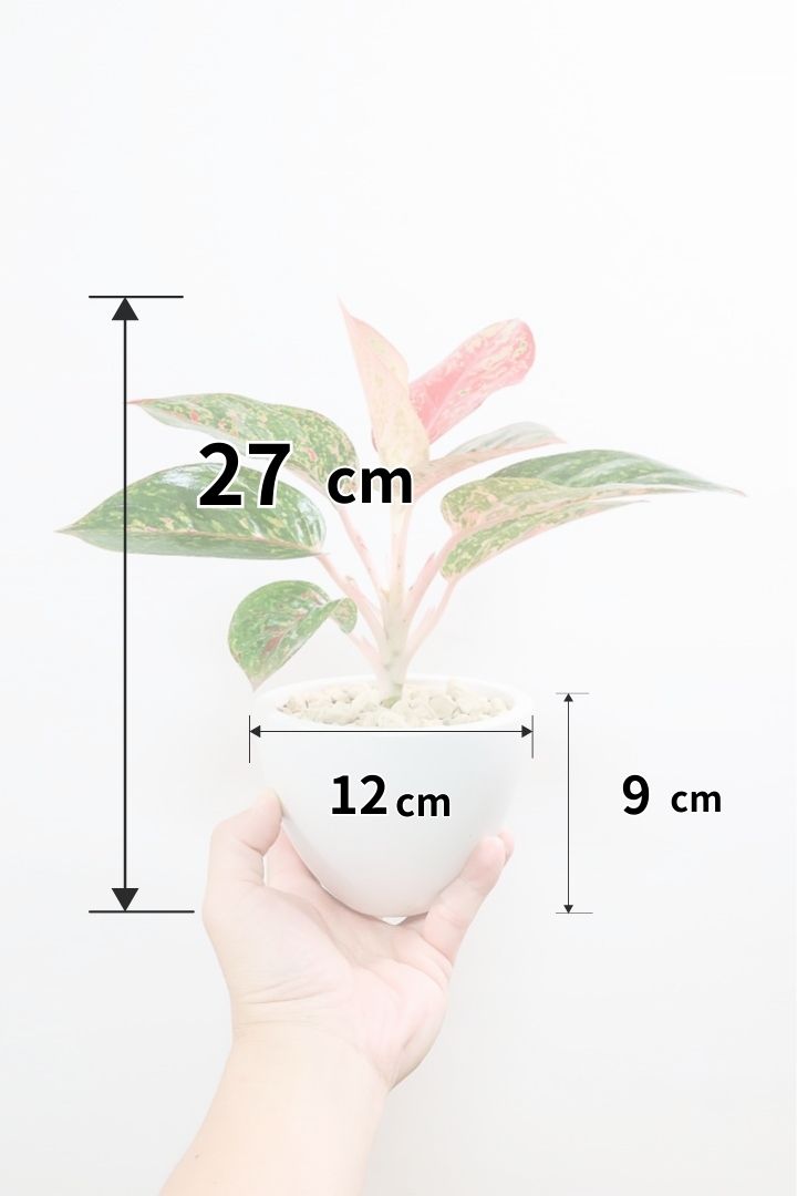 超絶希少❗️アグラオネマライトオブヘブン新葉展開中✨️ 9/23