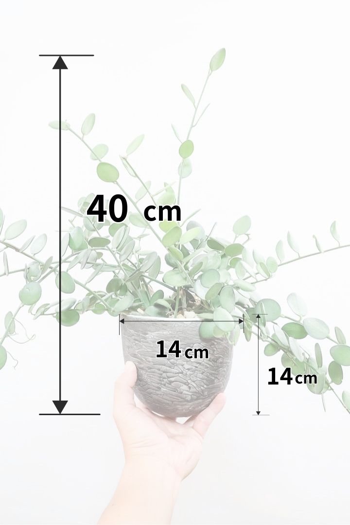 【グリーンドラム】名前の通り太鼓のようなかわいいまん丸の葉が人気♪今回は存在感のあるタイプです！