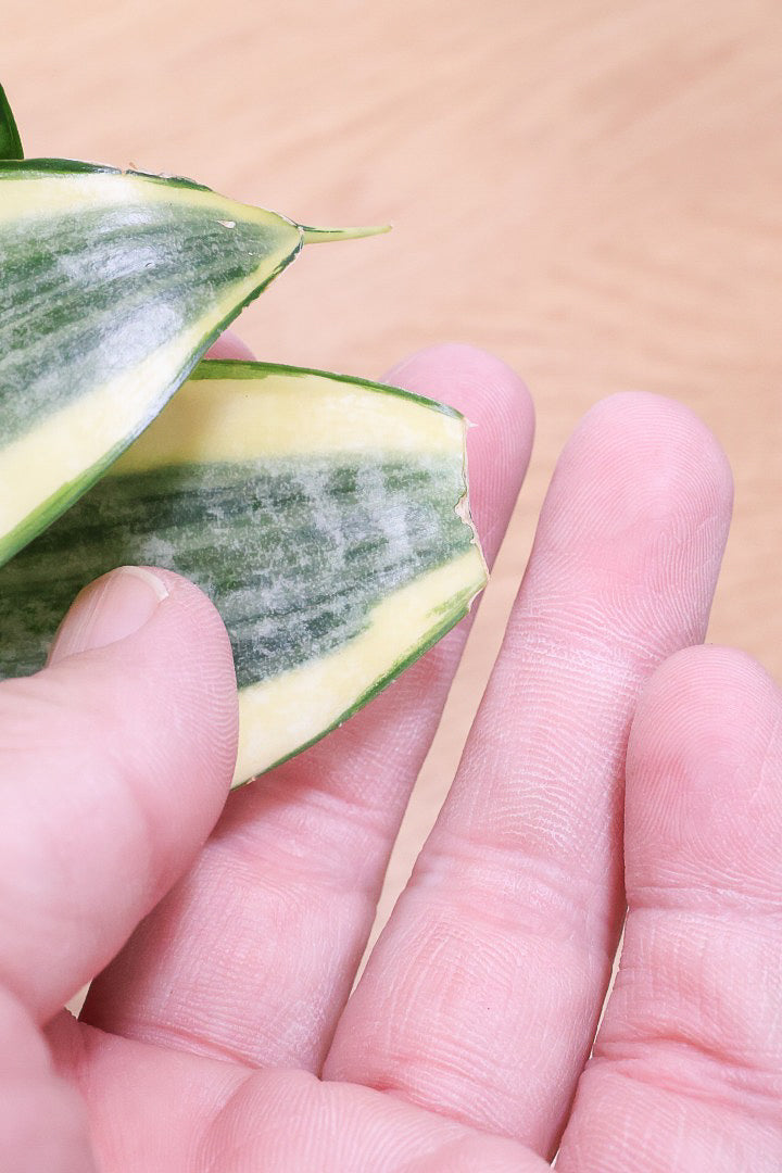【サンスベリア ゴールデンハニー】爽やかな葉色！あまり出回らない希少種！サイズ感もいい感じです♪