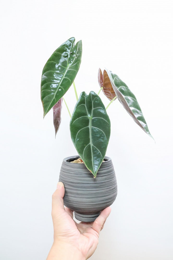 アロカシア スーヒルマニアナWGL60500観葉植物の通信販売 | APEGO